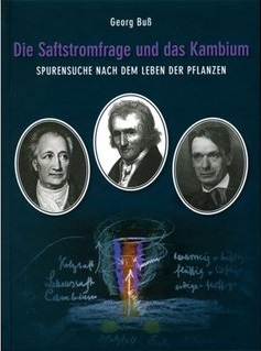 Die Saftstromfrage und das Kambium